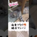 海老フライ矯正マシーン　#shorts #ねこ#かわいい猫 #マンチカン #こねこ