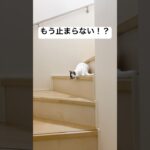 【止まらない猫】　#shorts #かわいい猫 #癒し猫　#ロディーアンドソフィー