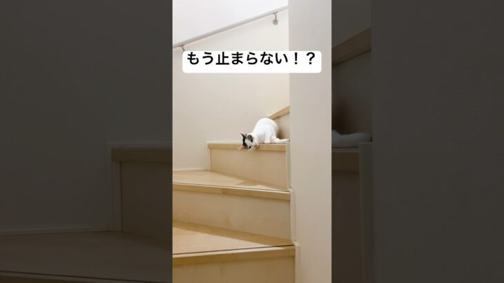 【止まらない猫】　#shorts #かわいい猫 #癒し猫　#ロディーアンドソフィー