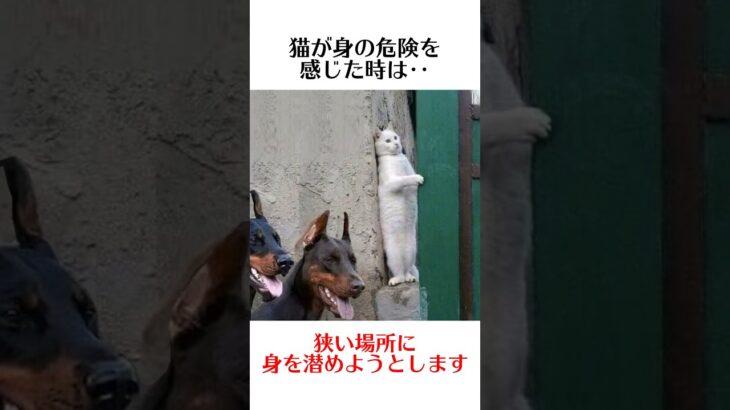 猫の秘密が面白くて可愛いすぎる【猫の雑学】#shorts #ねこのきもち #おもしろ