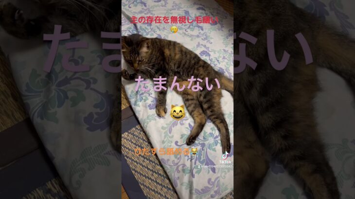 【😹に好かれない主】#癒し動画猫 #かわいい猫 #毛繕い #ショート #shorts