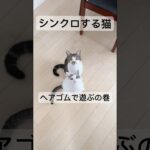 かわいすぎるねこ　#shorts #癒し猫 #cat #ロディーアンドソフィー #かわいい猫 #ねこ