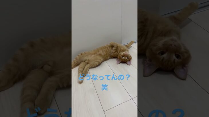 おもしろ寝方　　#shorts #茶トラ #cat #サビ猫 #保護猫 #ねこ