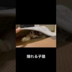 カーペットの下に隠れる子猫#かわいい #子猫 #猫 #癒し #かくれんぼ