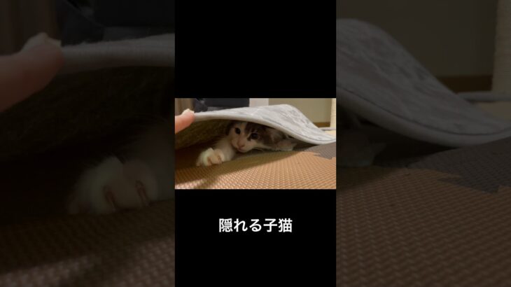 カーペットの下に隠れる子猫#かわいい #子猫 #猫 #癒し #かくれんぼ