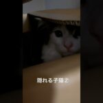 段ボールに隠れる子猫#かわいい #子猫 #猫 #癒し #かくれんぼ