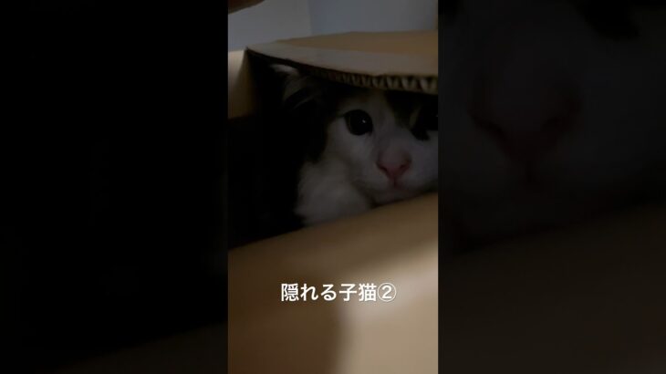 段ボールに隠れる子猫#かわいい #子猫 #猫 #癒し #かくれんぼ