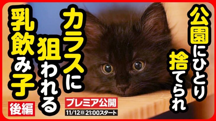 【子猫 保護】突然捨てられ、ひとりぼっちだった小さな子猫。戸惑いと恐怖しかなかった世界が、楽しい世界へ変わっていく