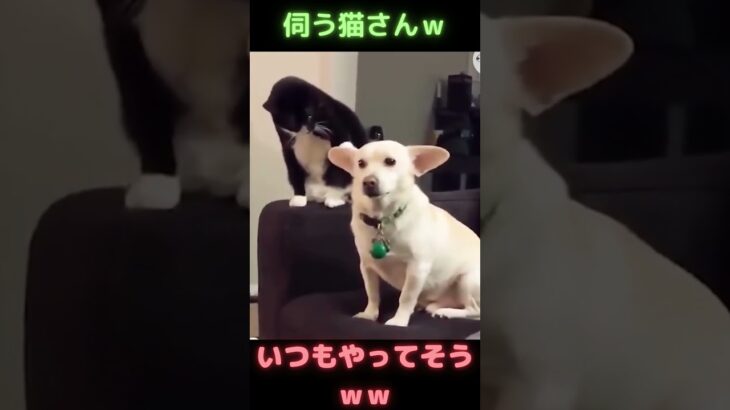 チャンスをうかがう猫、殺気を感じた犬