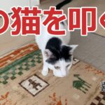 【猫】　叩いてと懇願する猫。叩く飼い主。喜ぶ猫　【かわいい】