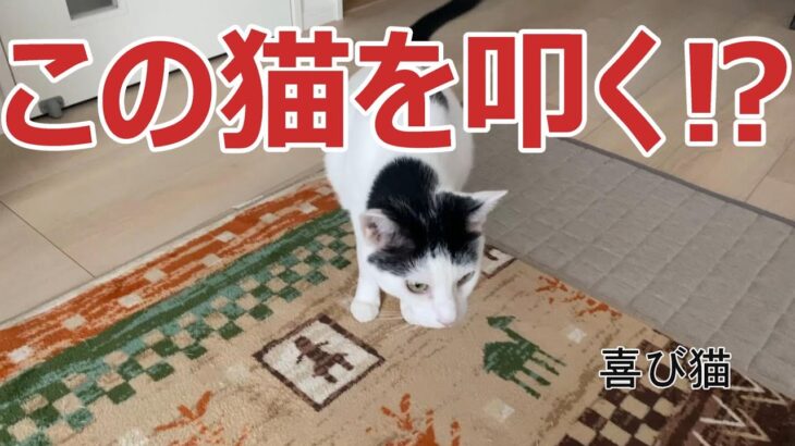 【猫】　叩いてと懇願する猫。叩く飼い主。喜ぶ猫　【かわいい】