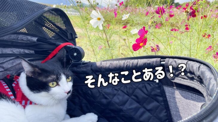 猫とコスモス畑でお散歩してみたらハプニングが、、、