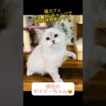 美しいサイベリアン子猫💕ご家族様募集中 #サイベリアン大好き #子猫 #サイベリアン