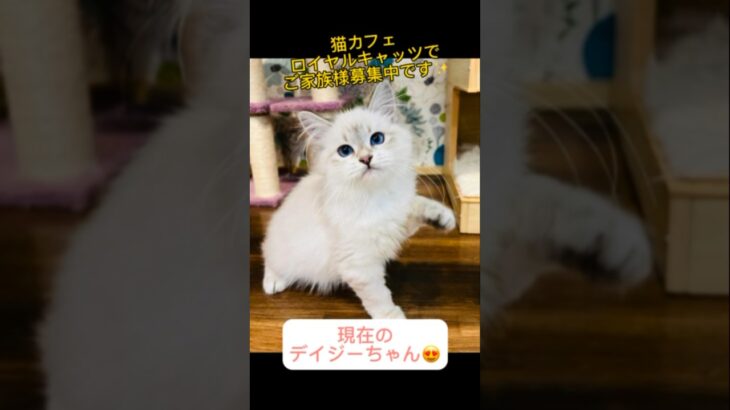 美しいサイベリアン子猫💕ご家族様募集中 #サイベリアン大好き #子猫 #サイベリアン