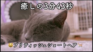 『癒し・安眠・ストレス緩和』マイナスイオン出てるネコちゃん動画