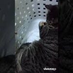 突然現れたおやつに飛びつく猫　#猫動画おもしろ