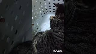 突然現れたおやつに飛びつく猫　#猫動画おもしろ