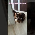 #かわいい猫 #かわいい #猫