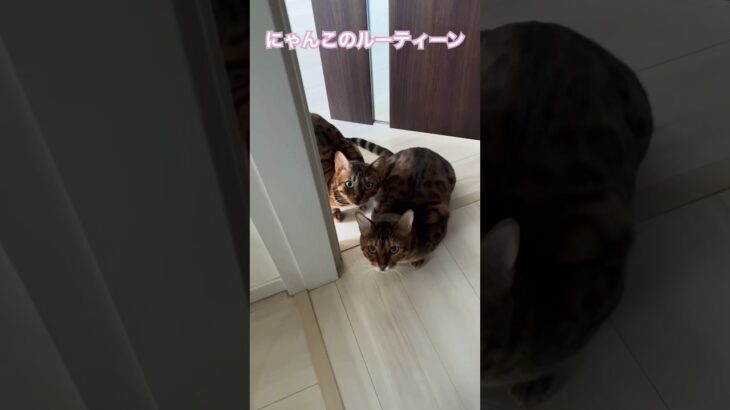 #かわいい猫 #かわいい #猫