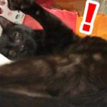 保護した黒猫がお布団から転げ落ちるハプニングが起き爆笑www