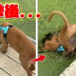 子犬にハプニング発生！「え..ここの芝生ってもしかして！？」勘違いしてしまい訪れた悲劇….他14本の犬猫動画！