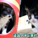 探求心に火が付いた子猫たち！謎部屋大冒険で特大猫缶タワー発見！【道路のずぶ濡れ子猫 #15】