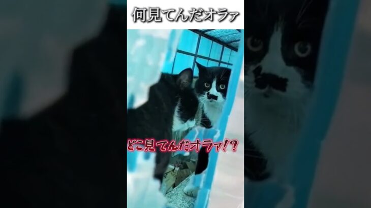 猫のおもしろ動画にツッコミどころ満載なアフレコしてみた＃27【猫の喧嘩】【ハプニング映像】#shorts　#アフレコ #面白動画