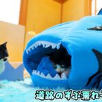 子猫部屋に鮫ベッドを置いたら親分の意志を受け継いだ子猫達のまさかの行動で‥🦈🐈🐈【道路のずぶ濡れ子猫 #28】