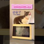 【まる活】Cutest Maru #お出迎え猫 #かわいい #猫