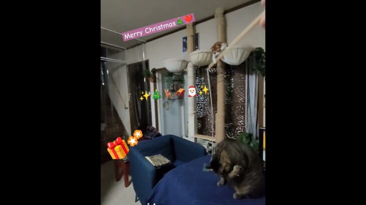 可愛い猫 多頭飼い ほのぼの 癒し Merry Christmas 幸せ 🙏✨💖 保護猫のいる暮らし