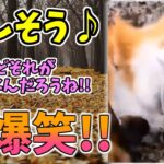 【動物おもしろ】猫・犬・動物の爆笑アフレコ！ハプニングだらけの犬、猫がおもしろすぎた集 Vol.７７