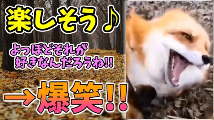 【動物おもしろ】猫・犬・動物の爆笑アフレコ！ハプニングだらけの犬、猫がおもしろすぎた集 Vol.７７