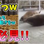 【動物おもしろ】猫・犬・動物の爆笑アフレコ！ハプニングだらけの犬、猫がおもしろすぎた集 Vol.７０