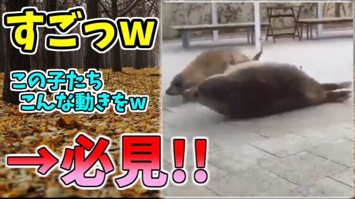 【動物おもしろ】猫・犬・動物の爆笑アフレコ！ハプニングだらけの犬、猫がおもしろすぎた集 Vol.７０