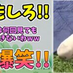 【動物おもしろ】猫・犬・動物の爆笑アフレコ！ハプニングだらけの犬、猫がおもしろすぎた集 Vol.７４