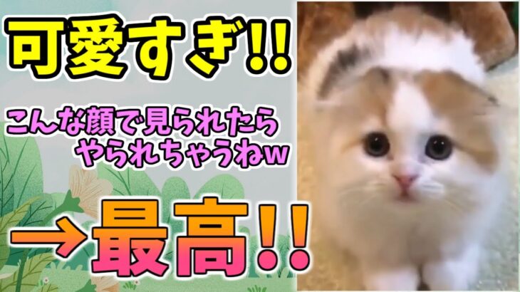 【動物おもしろ】猫・犬・動物の爆笑アフレコ！ハプニングだらけの犬、猫がおもしろすぎた集 Vol.７５