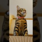 ベンガル猫ベルちゃん　#bengalcat