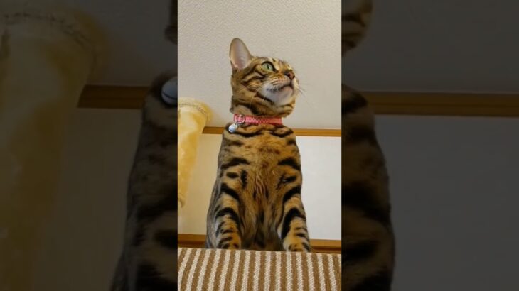 ベンガル猫ベルちゃん　#bengalcat