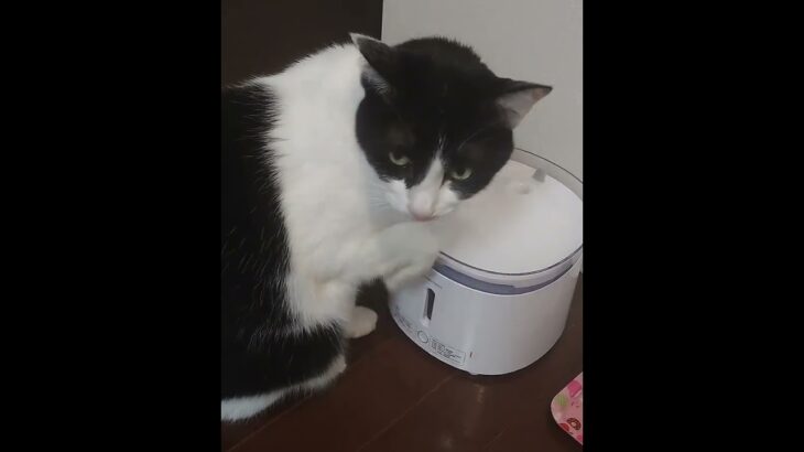 #水飲む猫 #cat #猫かわいい #変な飲み方　#手で飲む猫