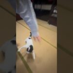 ヤツが狙ってくる🐈 #ショート #猫 #猫おもしろ動画集 #猫動画 #cat #catlover #funnycats #catvideos