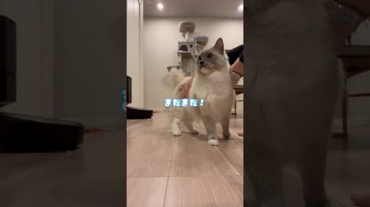 【撫でさせる猫】#ねこ #ラグドール #猫 #cat #고양이 #ragdollcat  #猫動画 #癒し #ねこ動画  #shorts  #おもしろ動画 #かわいい猫 #大型猫 #cats