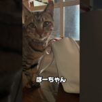 とにかく遊びたい猫 #cat #猫おもしろ動画集 #猫 #ねこ #short #shorts #shortvideo