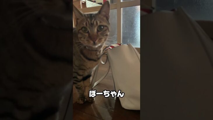 とにかく遊びたい猫 #cat #猫おもしろ動画集 #猫 #ねこ #short #shorts #shortvideo