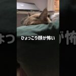 ひょっこり顔が怖い猫 #cat #シャムトラ #ねこ #猫 #猫かわいい #猫動画 #shorts