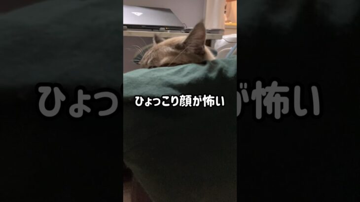 ひょっこり顔が怖い猫 #cat #シャムトラ #ねこ #猫 #猫かわいい #猫動画 #shorts