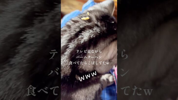 ねこにバームクーヘン #shorts #猫動画 #ハプニング かわいいアメショーおもしろ癒し動画.LiSAッ子.スイーツ