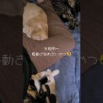 【猫】冬恒例…猫の飼い主あるある🐾猫がいっぱいで身動き取れなくなるやつ🤣三毛猫のミキちゃん＆クリーム猫のみるきー＆キジトラのくるーみー【癒し】#shorts