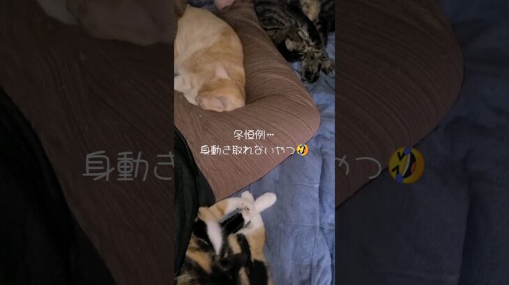 【猫】冬恒例…猫の飼い主あるある🐾猫がいっぱいで身動き取れなくなるやつ🤣三毛猫のミキちゃん＆クリーム猫のみるきー＆キジトラのくるーみー【癒し】#shorts