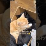 【猫】今日はクリスマスだねぇ…おやすみなさい🥱【癒し】#shorts