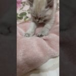 【爆笑】笑ったら負け！猫の世界一かわいいマッサージ師#shorts#cute#cat#pets#kitten#trending#funnyvideo #ねこ#猫#かわいい#おもしろ動画集